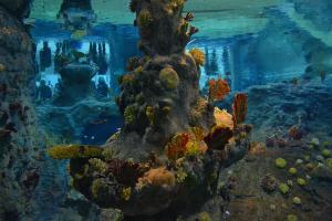 afrykarium16