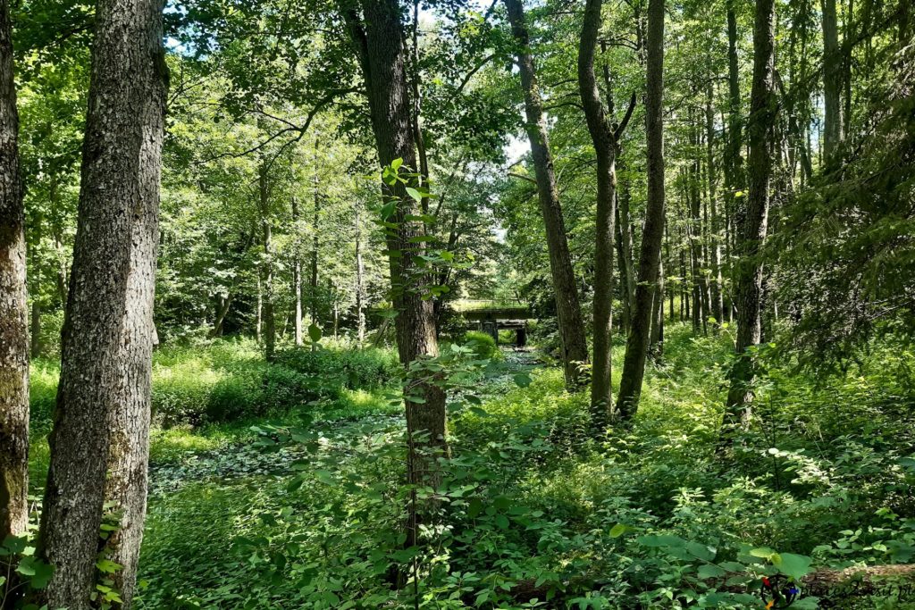 Białowieski Park Narodowy